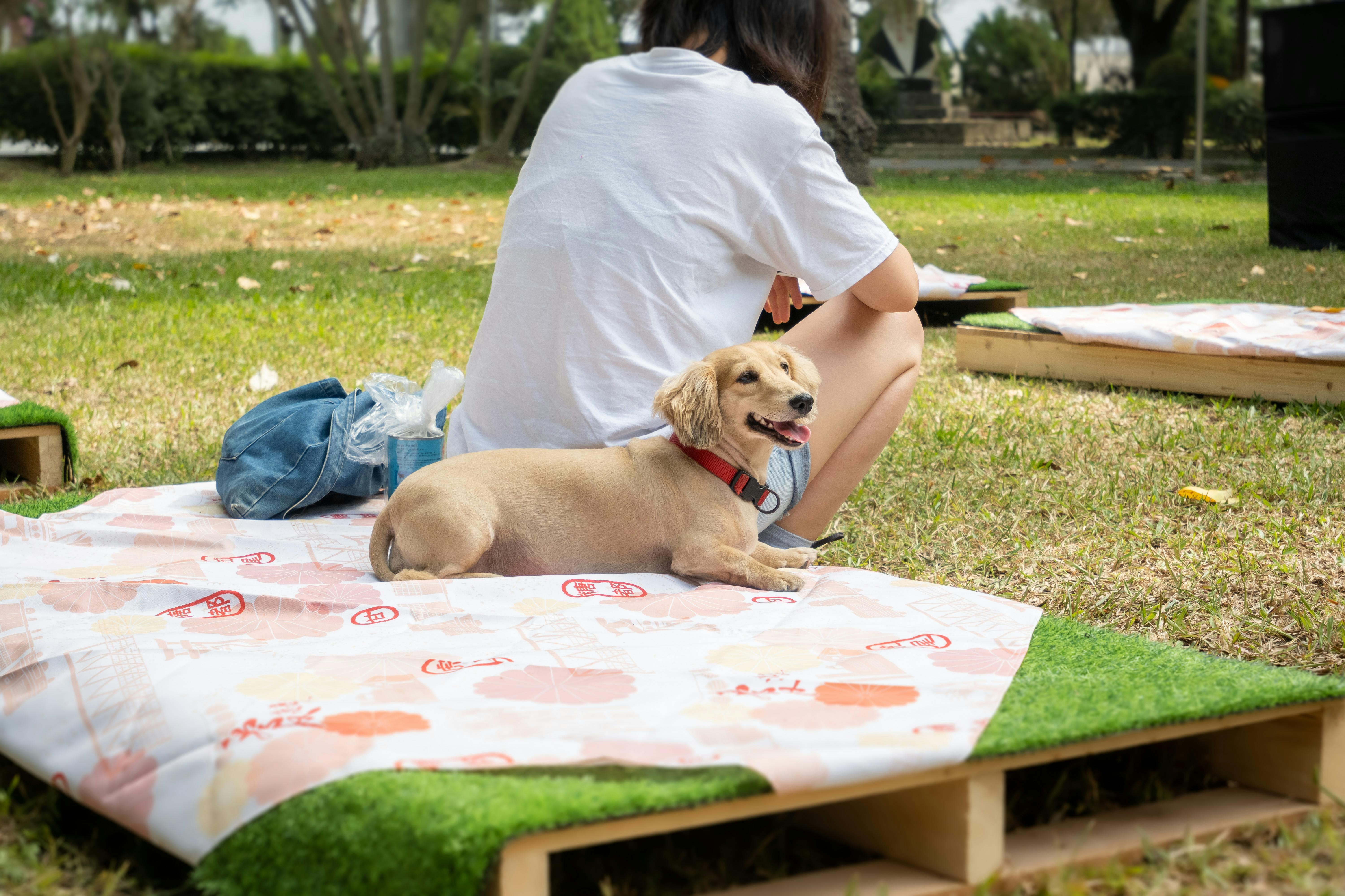 How to Target Pet Owners Outside the Home: A Media Buyer's Guide