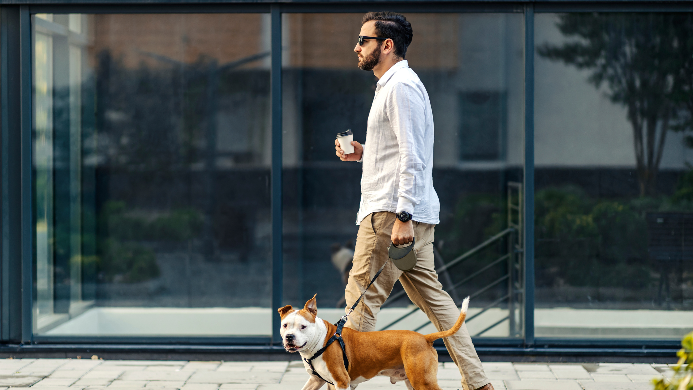 Out of Home Advertising for Pet Brands: The Ultimate Growth Guide